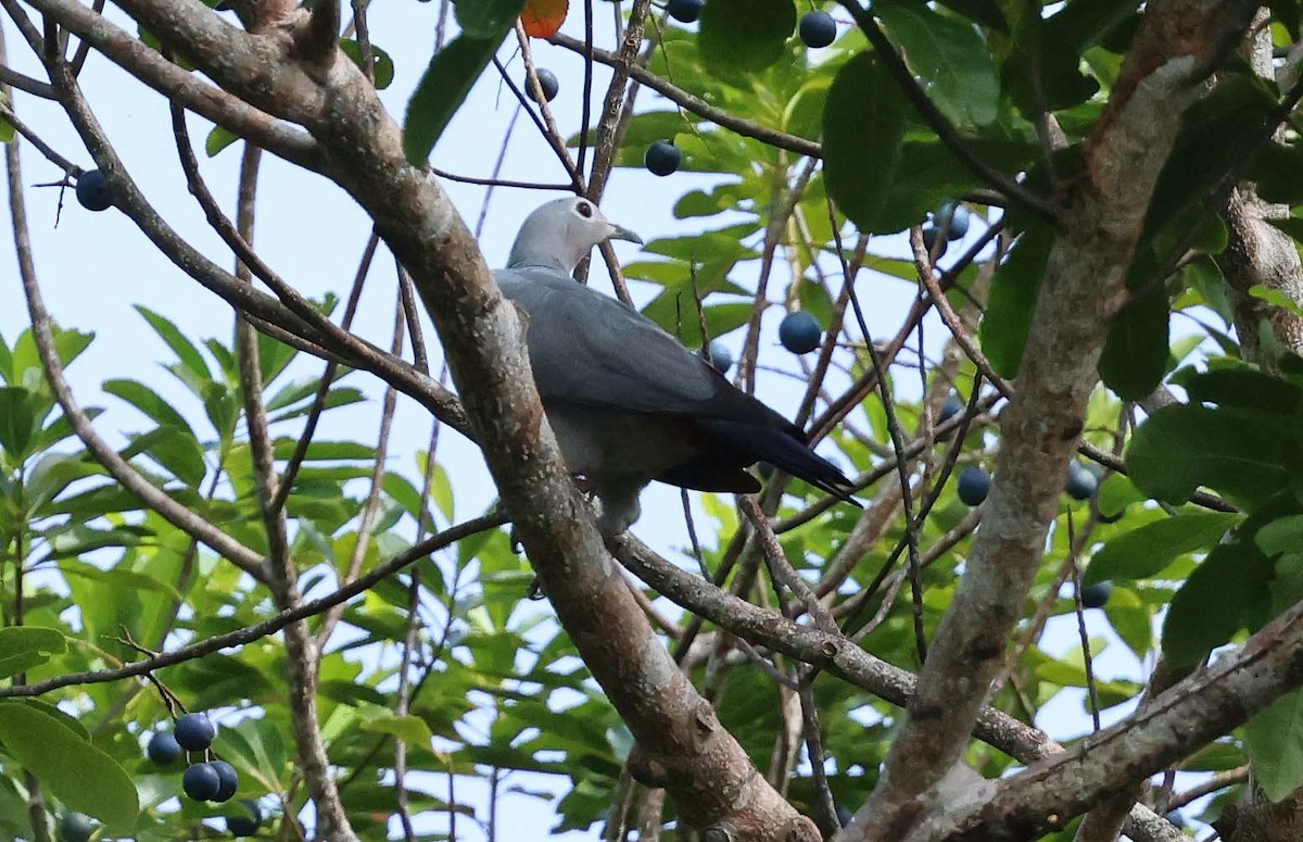 Island Imperial-Pigeon - ML616710026