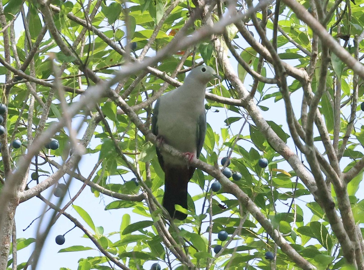 Island Imperial-Pigeon - ML616710027