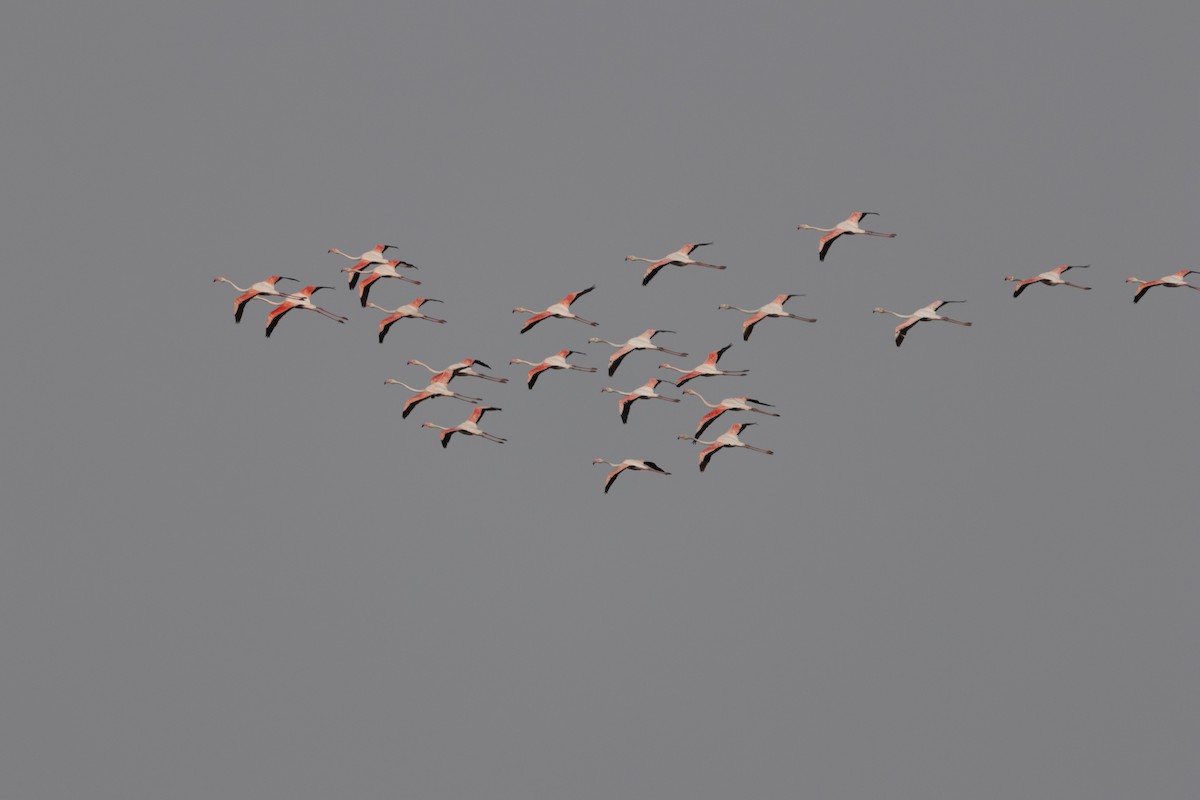 Greater Flamingo - ML616710167