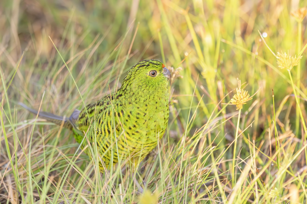 ML616710169 - Ground Parrot - Macaulay Library