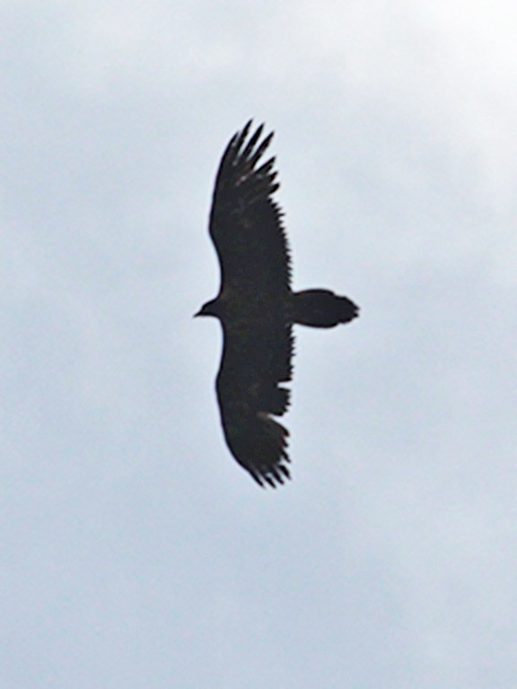Bearded Vulture - ML616710263