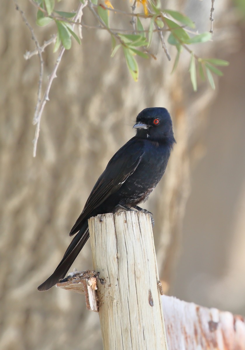 Fork-tailed Drongo (Clancey's) - Yannick FRANCOIS