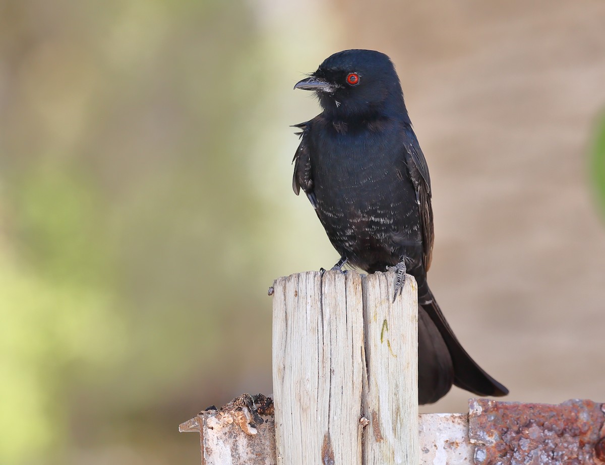 Fork-tailed Drongo (Clancey's) - ML616710356