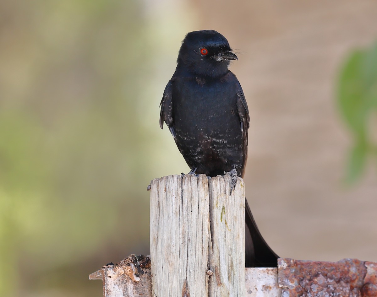 Fork-tailed Drongo (Clancey's) - ML616710360