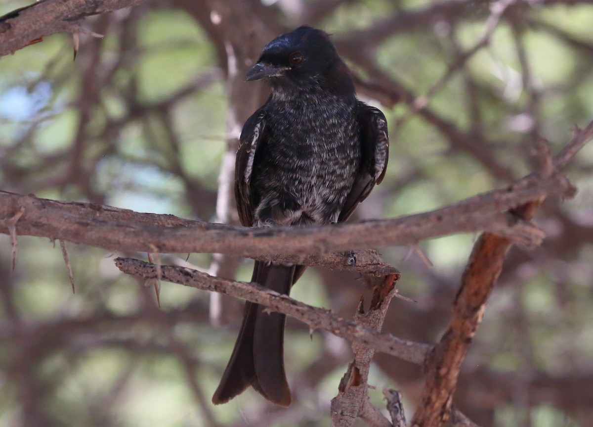 Fork-tailed Drongo (Clancey's) - ML616710388