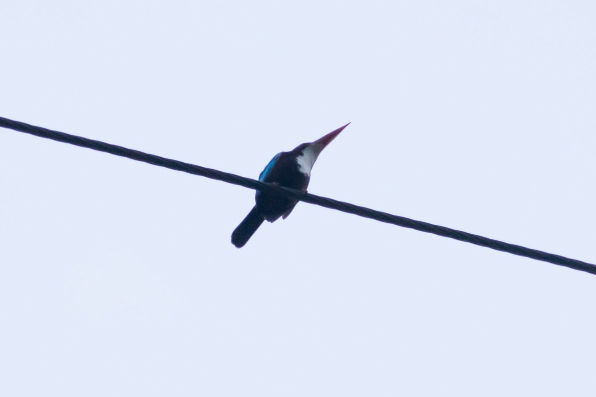 White-throated Kingfisher - ML616710390