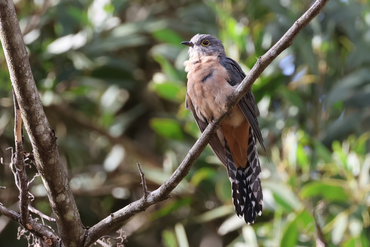 Fan-tailed Cuckoo - ML616710401