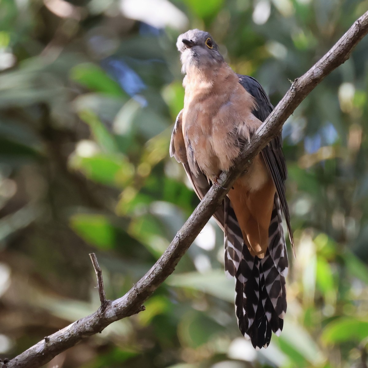Fan-tailed Cuckoo - ML616710404