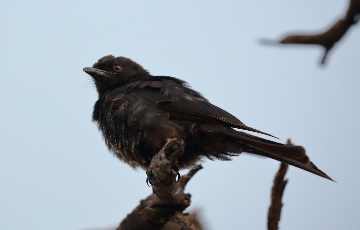 Fork-tailed Drongo (Clancey's) - ML616710413