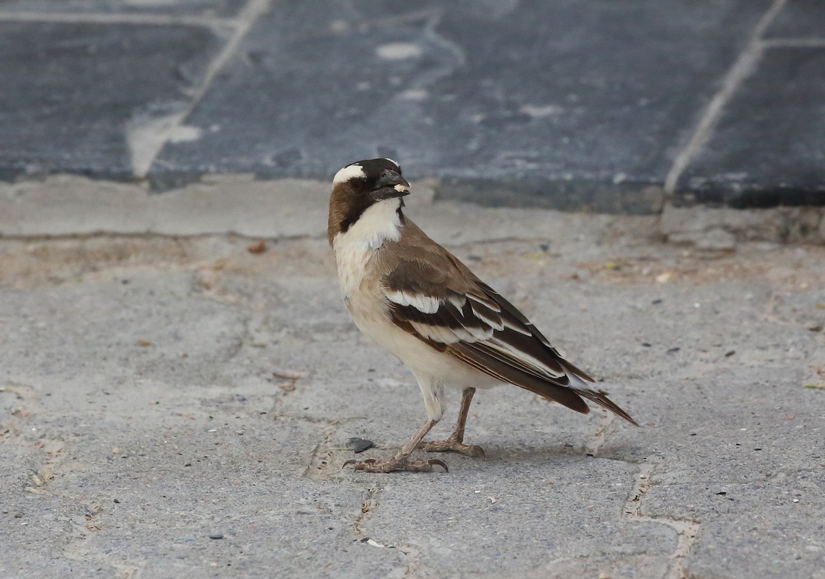 White-browed Sparrow-Weaver (White-tailed) - ML616710502
