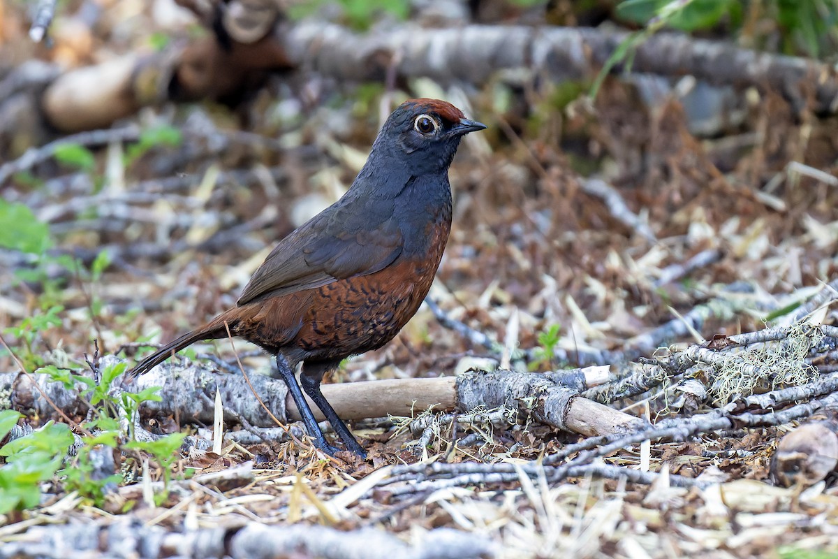 Black-throated Huet-huet - Daniel López-Velasco | Ornis Birding Expeditions