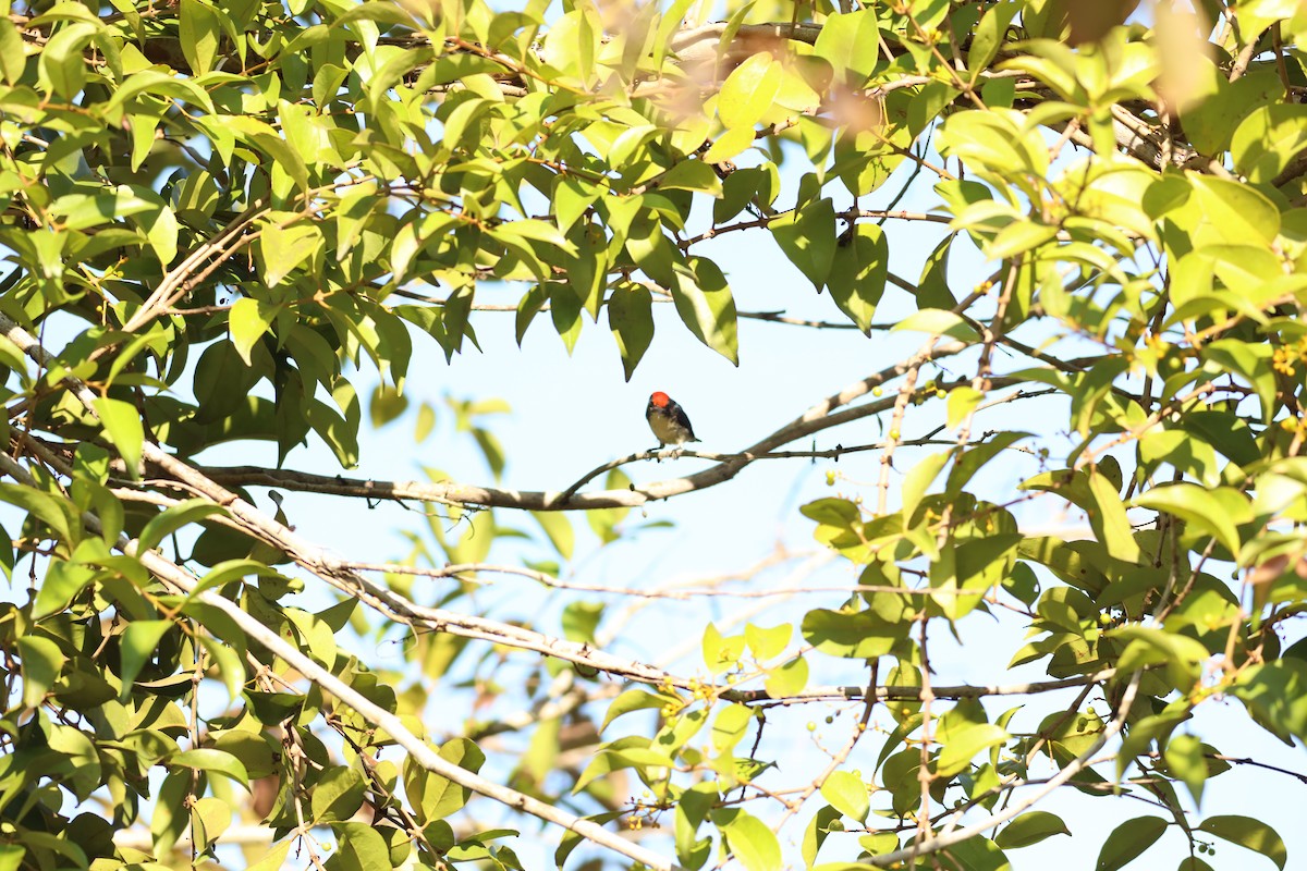 Scarlet-backed Flowerpecker - Jai Humphries