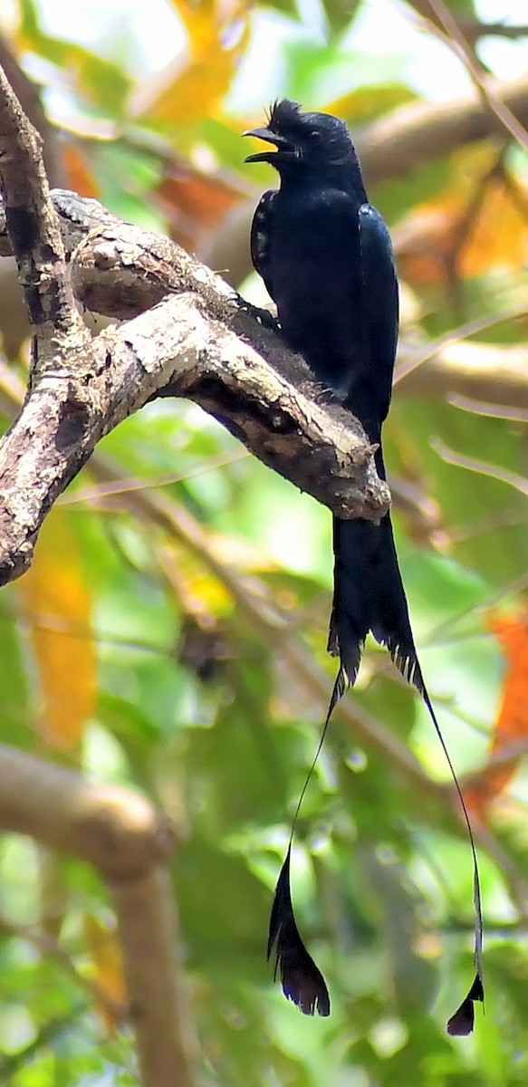 Greater Racket-tailed Drongo - ML616710705