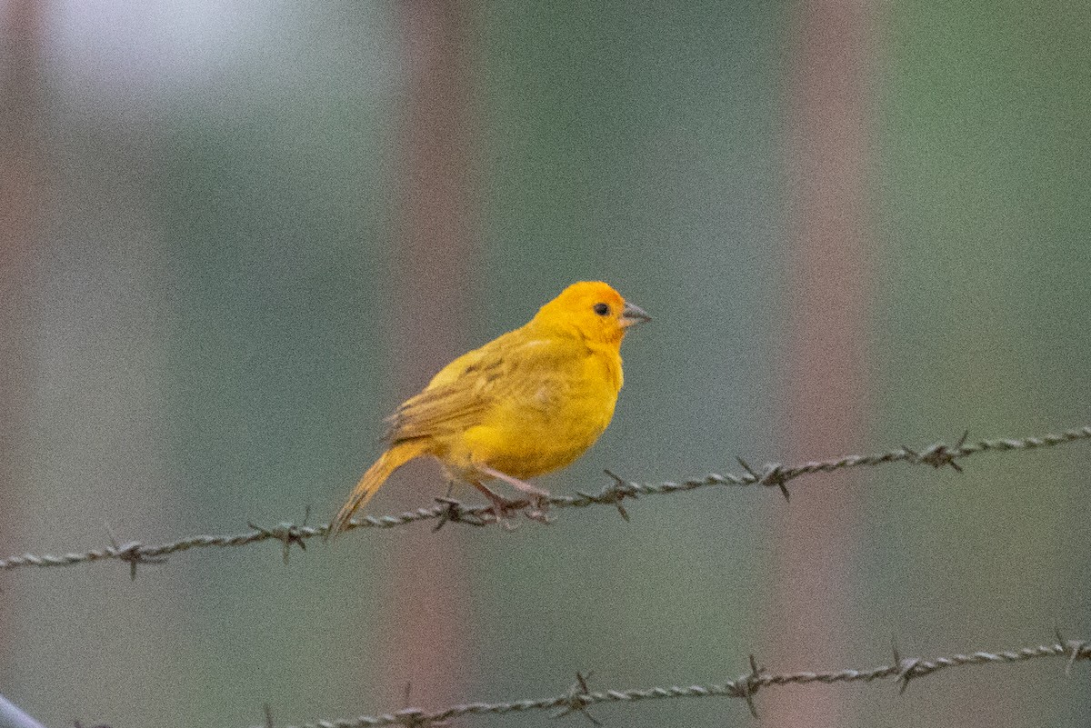 Saffron Finch (Saffron) - Xiaoni Xu