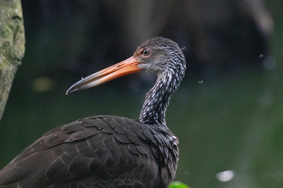 Limpkin (Brown-backed) - ML616710774