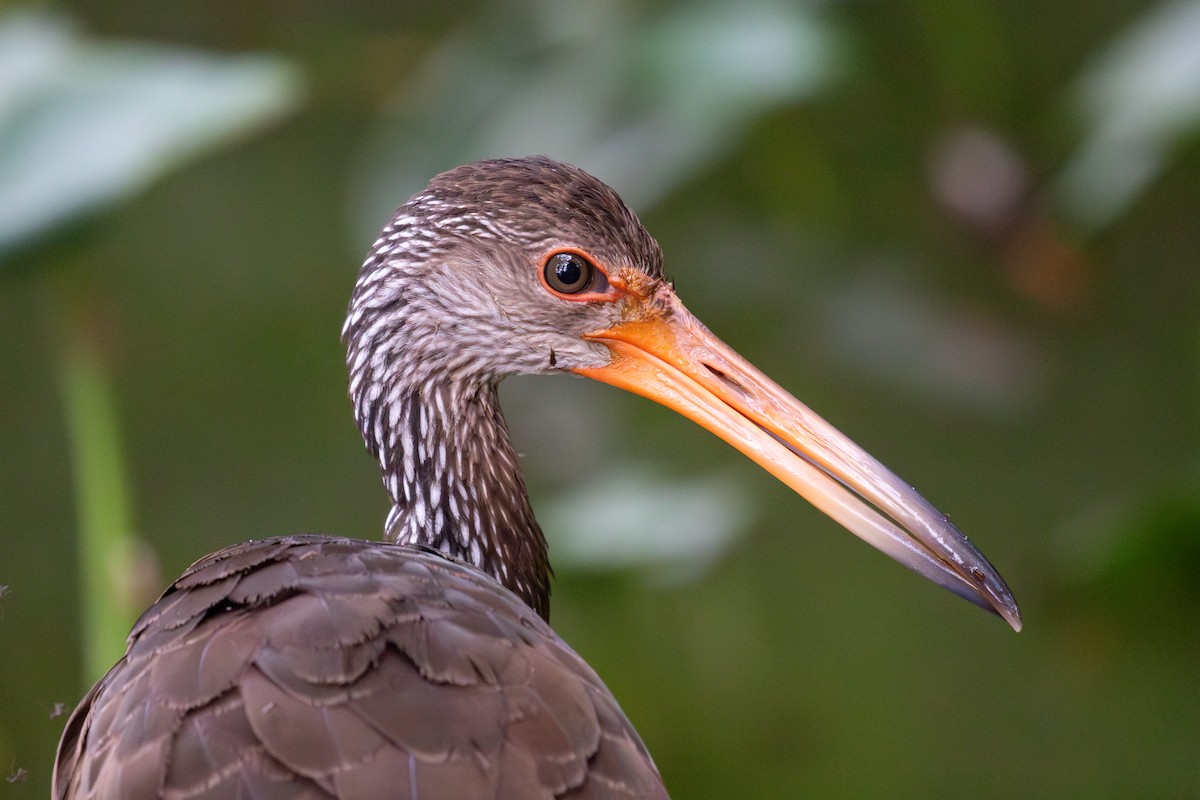 Limpkin (Brown-backed) - ML616710775