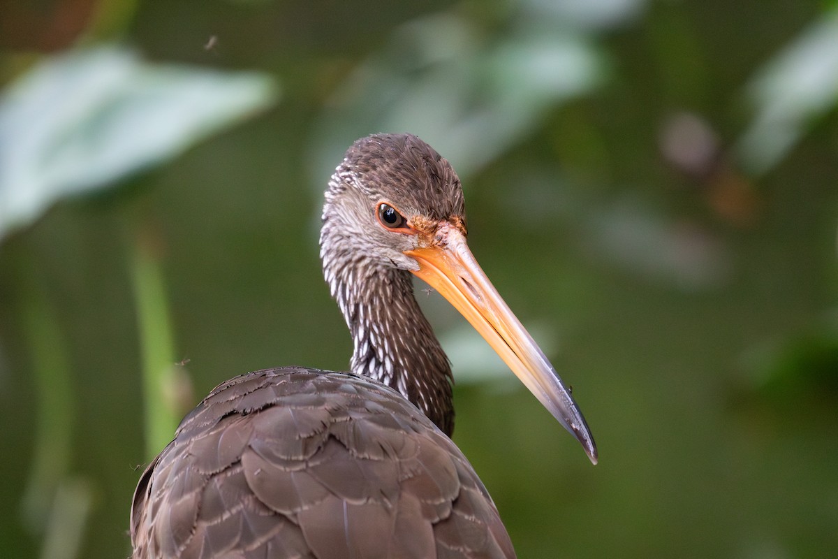 Limpkin (Brown-backed) - ML616710776