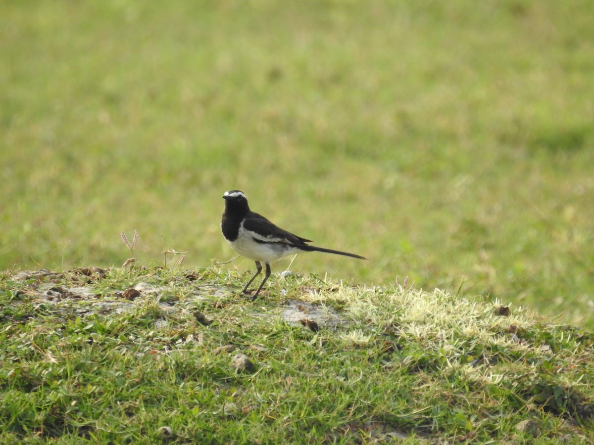 White-browed Wagtail - ML616710814