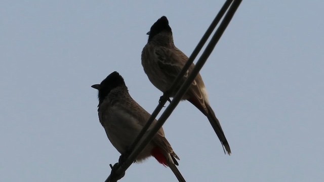 Red-vented Bulbul - ML616710838