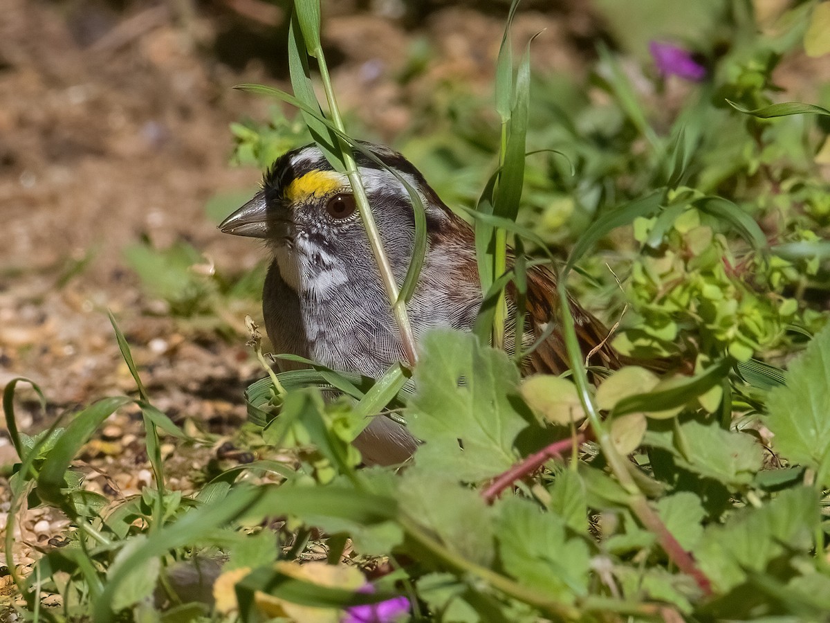 White-throated Sparrow - ML616710881