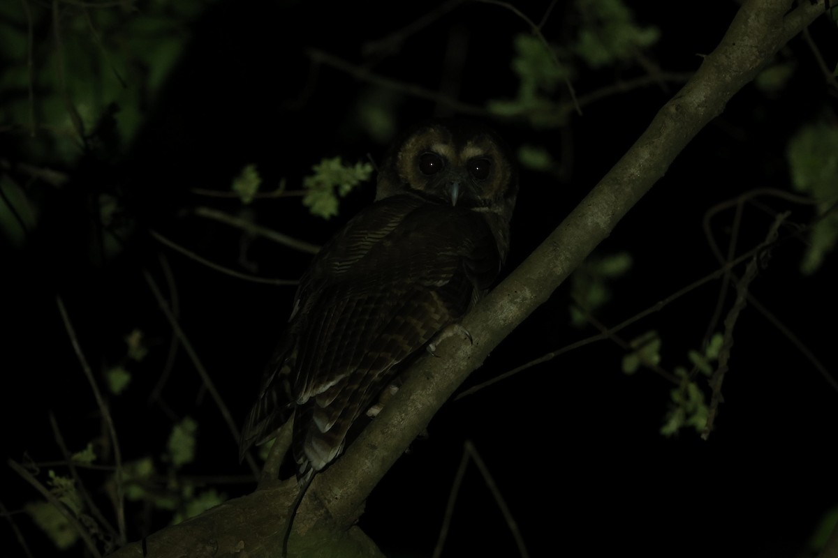 Brown Wood-Owl - ML616710892