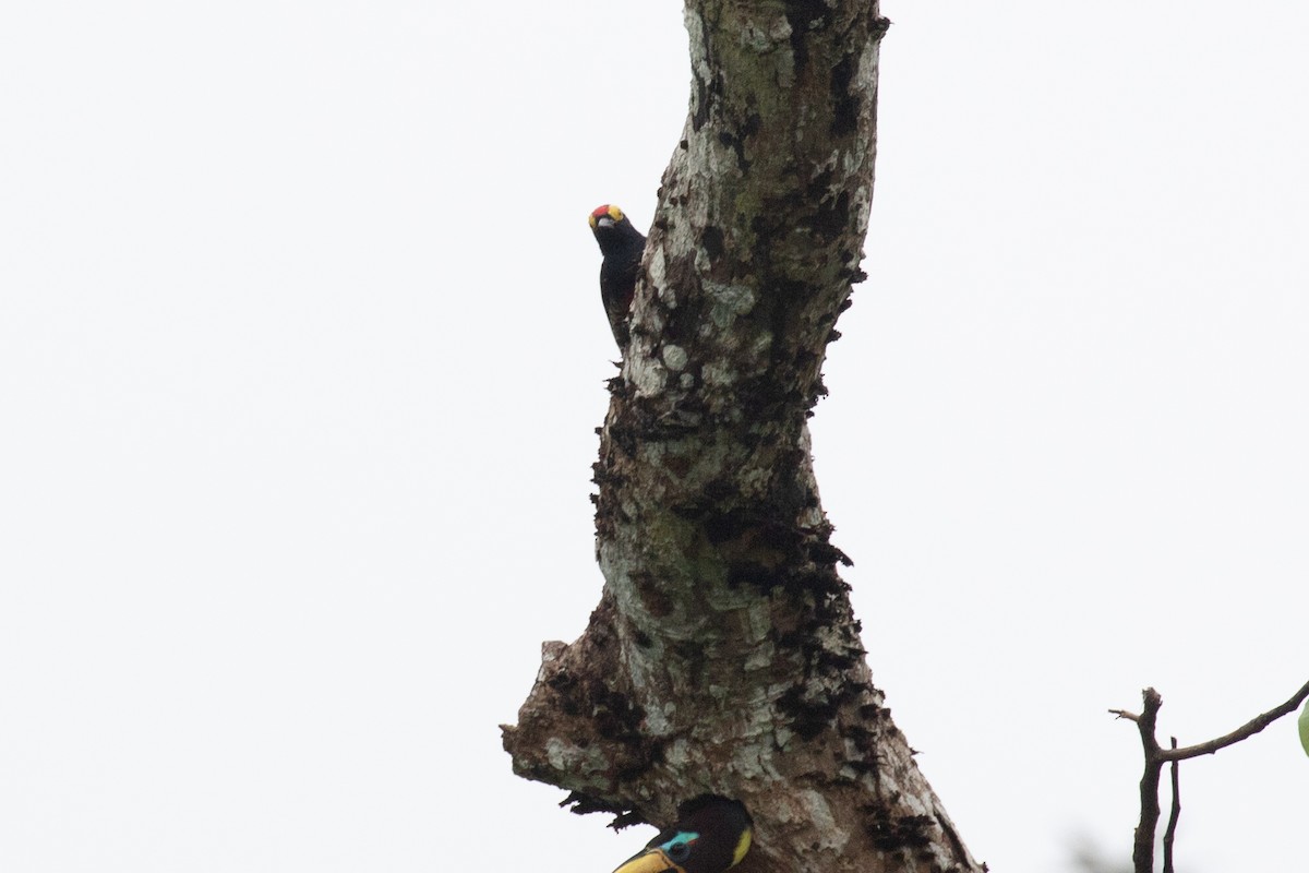 Yellow-tufted Woodpecker - ML616710894