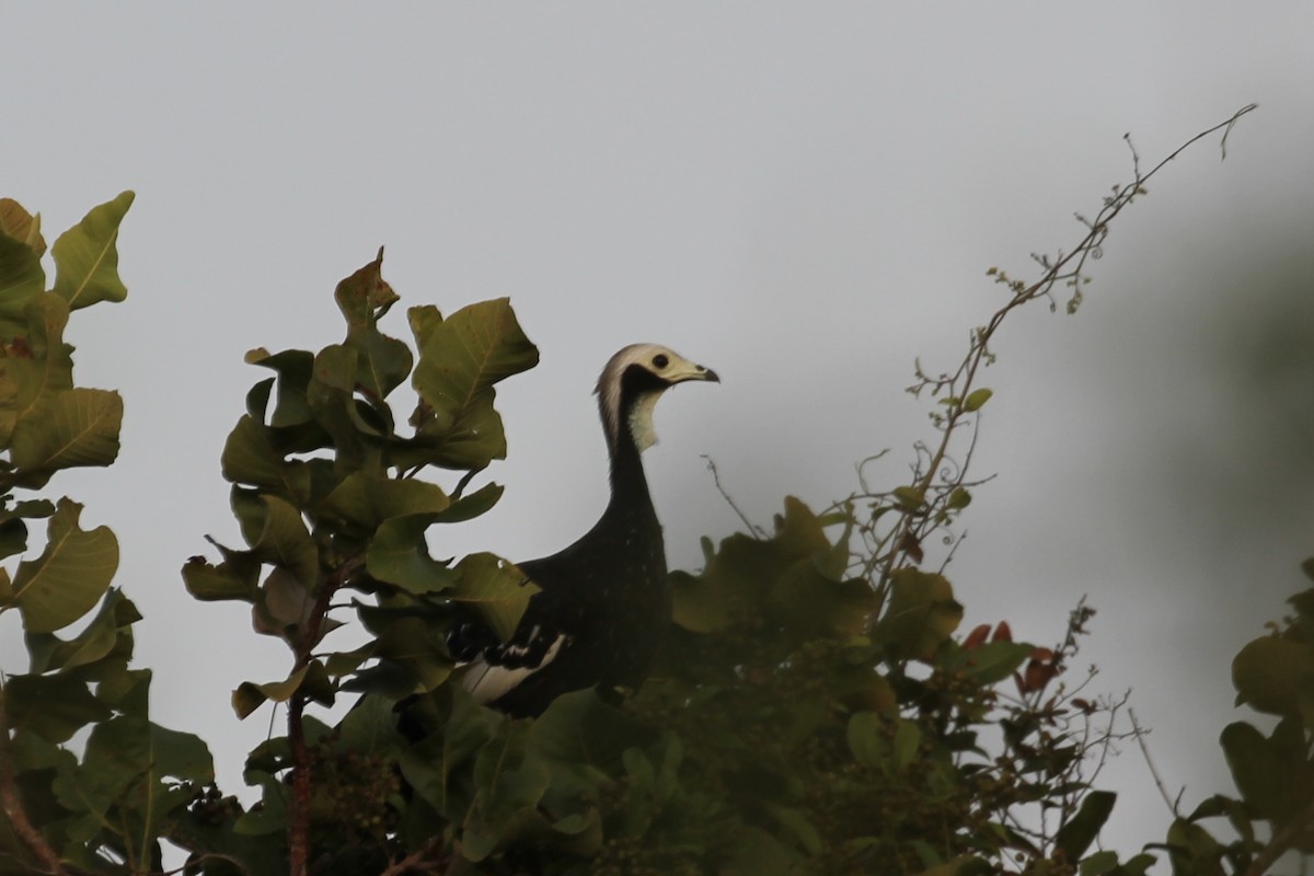 White-throated Piping-Guan - ML616710937