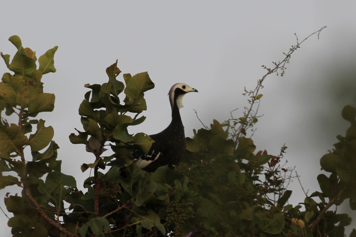 White-throated Piping-Guan - ML616710938