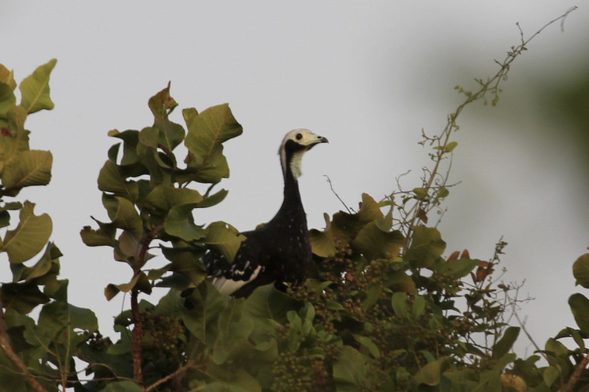 White-throated Piping-Guan - ML616710939