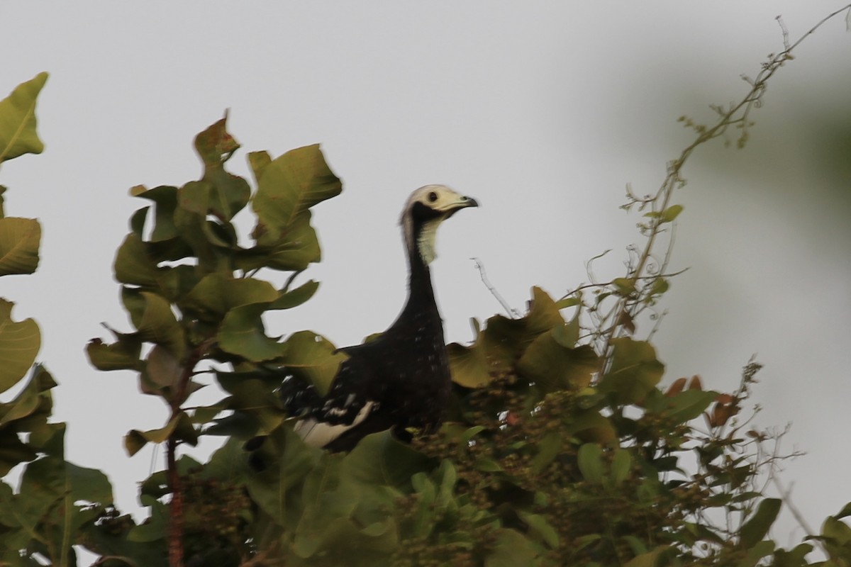 White-throated Piping-Guan - ML616710940