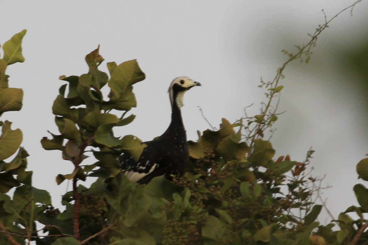 White-throated Piping-Guan - ML616710941