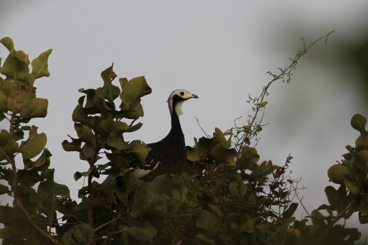 White-throated Piping-Guan - ML616710942
