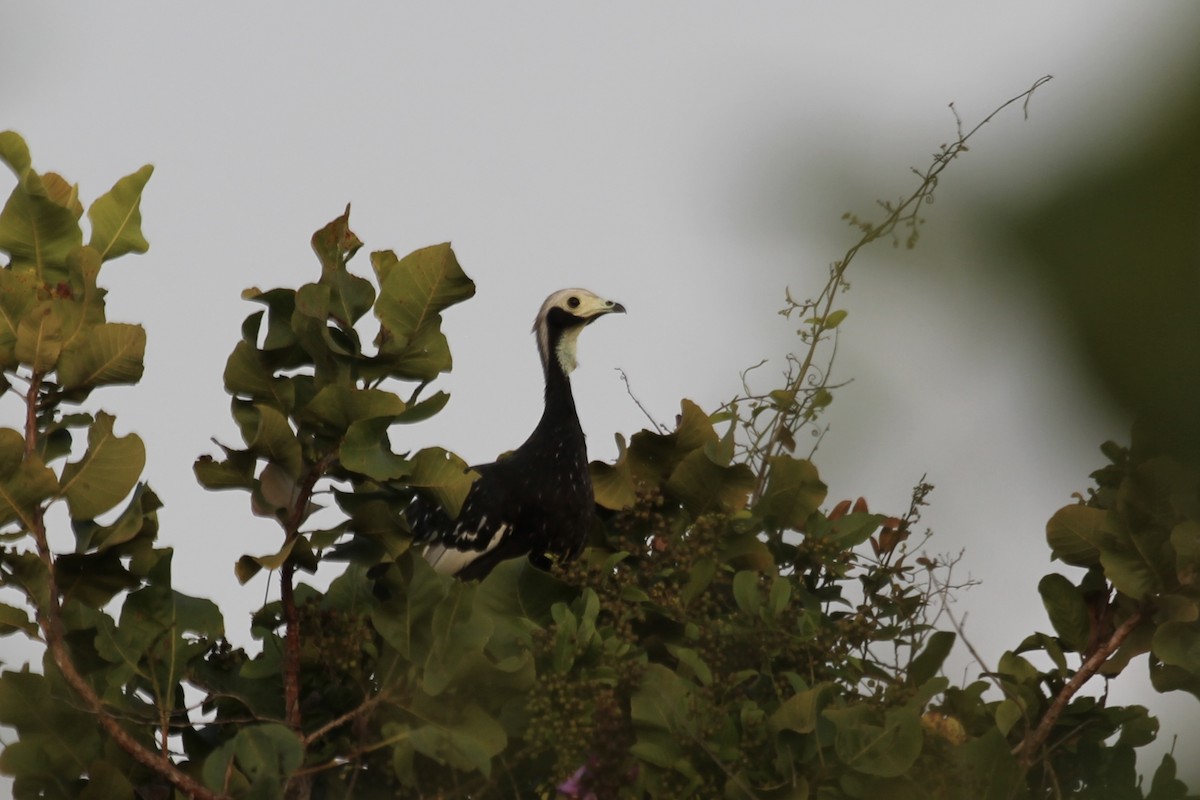 White-throated Piping-Guan - ML616710943