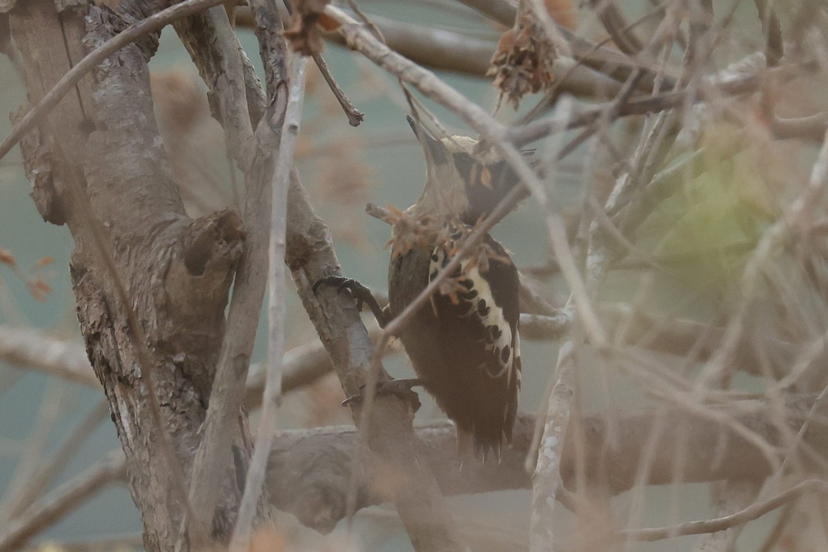 Heart-spotted Woodpecker - Sriram Reddy