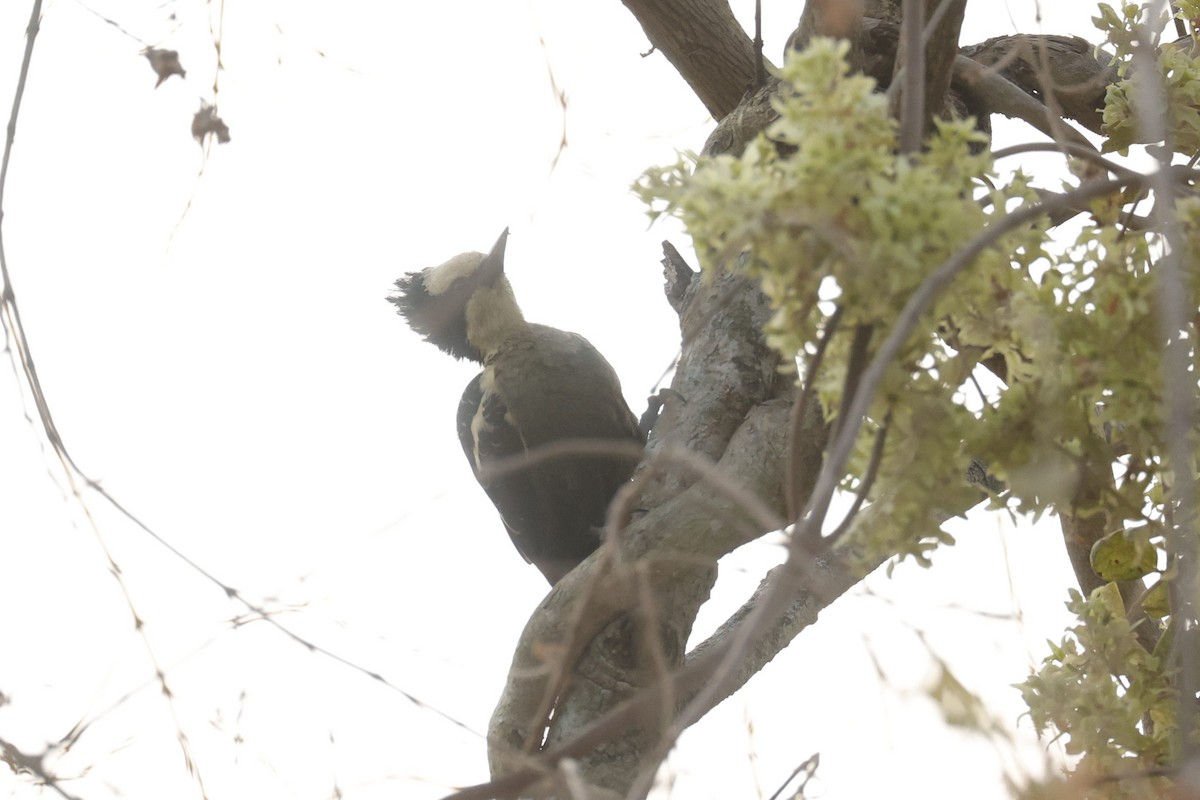 Heart-spotted Woodpecker - Sriram Reddy