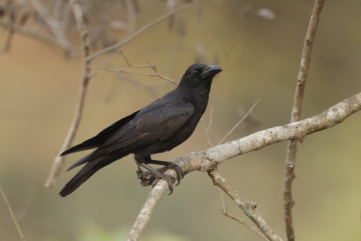 Large-billed Crow - ML616711012