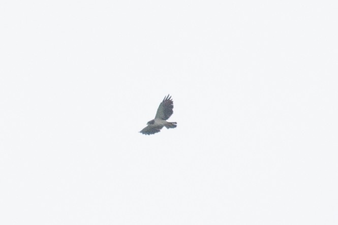 Short-tailed Hawk - ML616711095