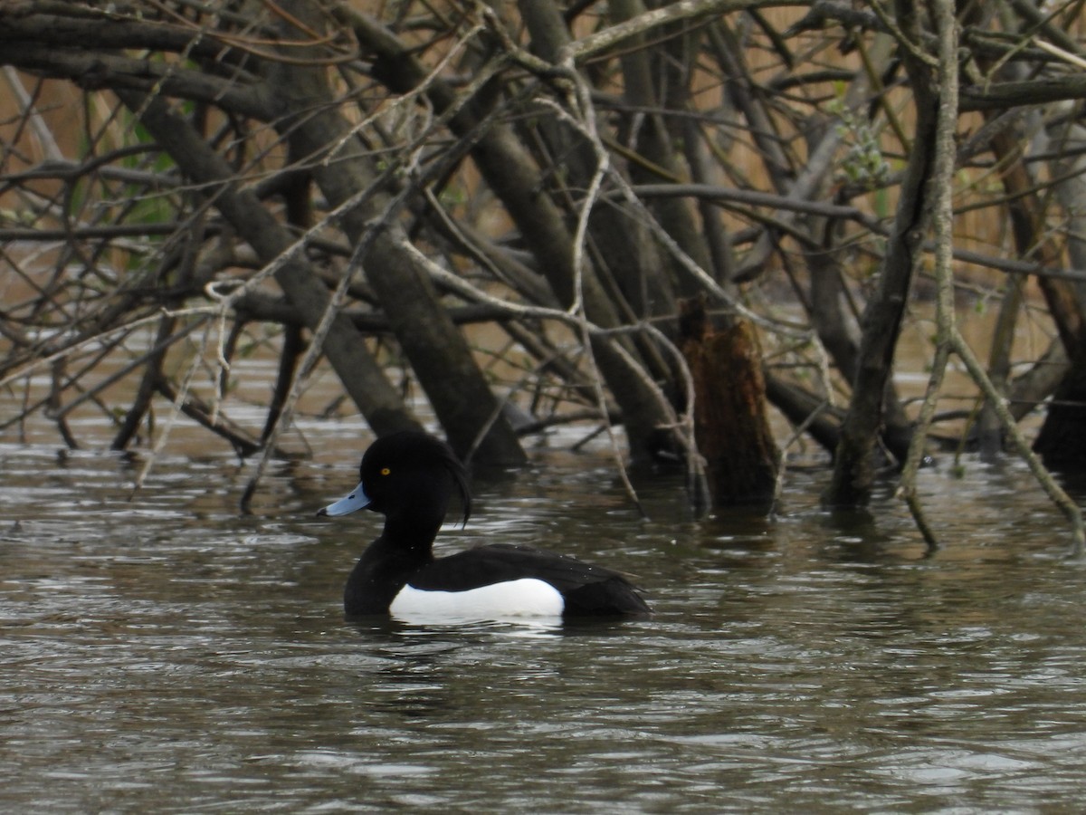 Tufted Duck - ML616711100