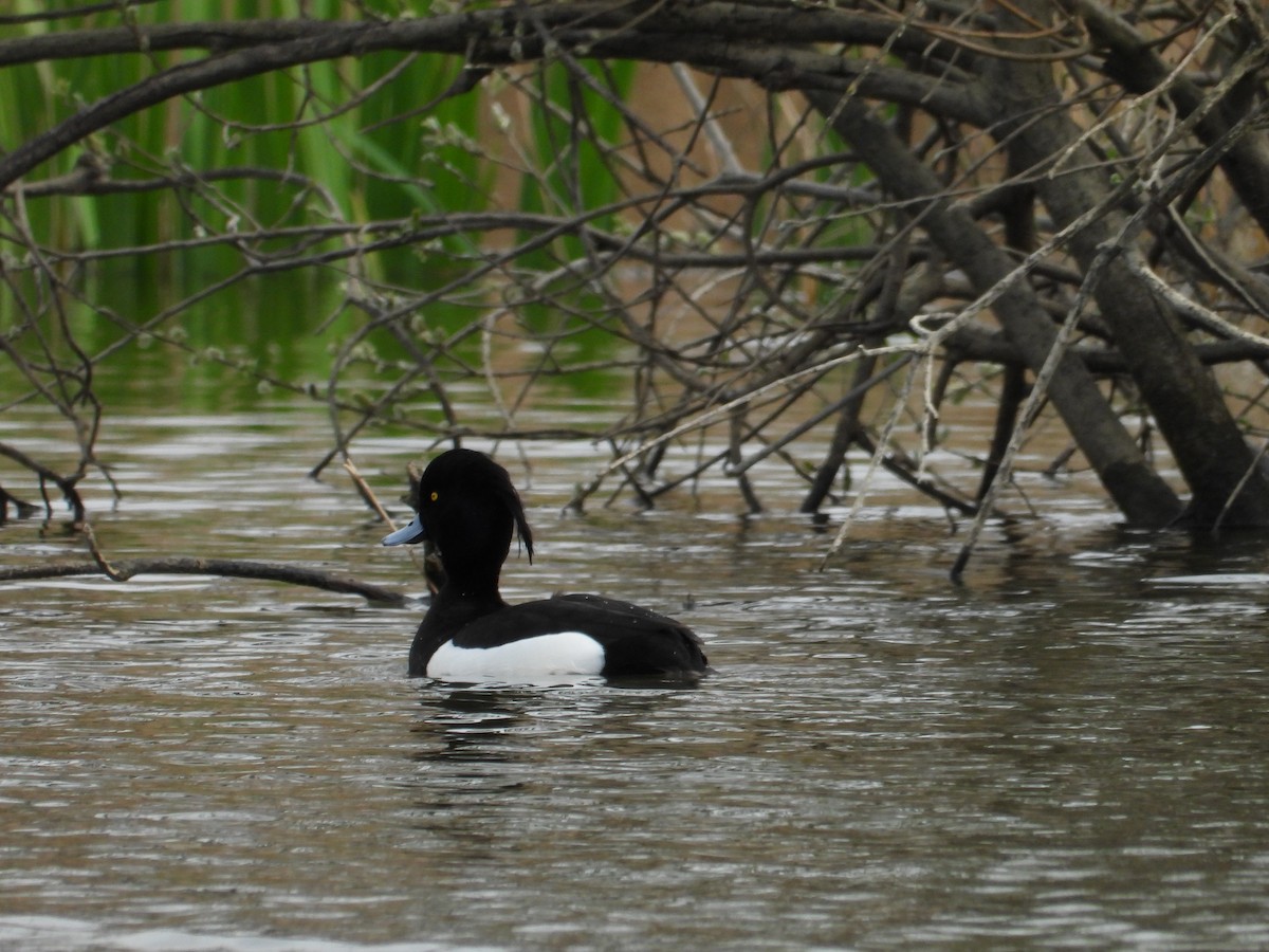 Tufted Duck - ML616711101