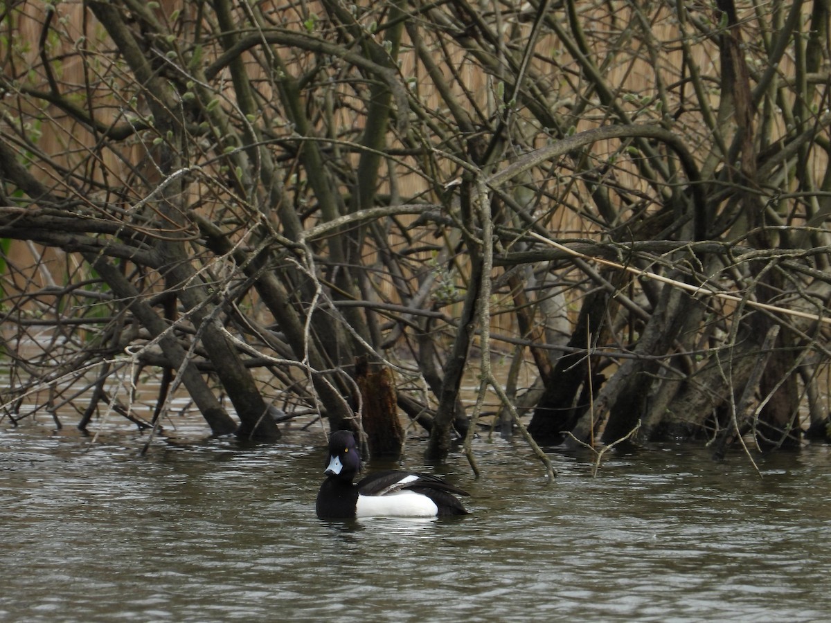 Tufted Duck - ML616711102