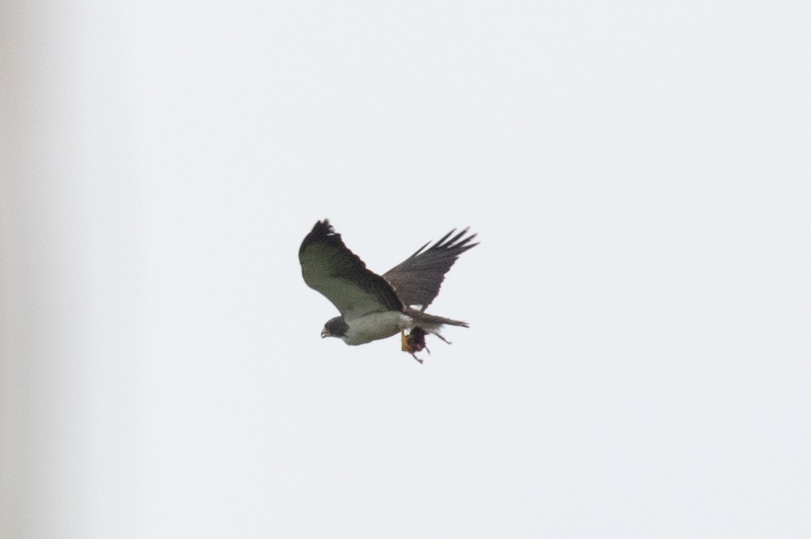 Short-tailed Hawk - Xiaoni Xu