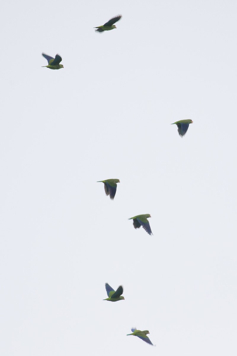 Cobalt-winged Parakeet - Xiaoni Xu