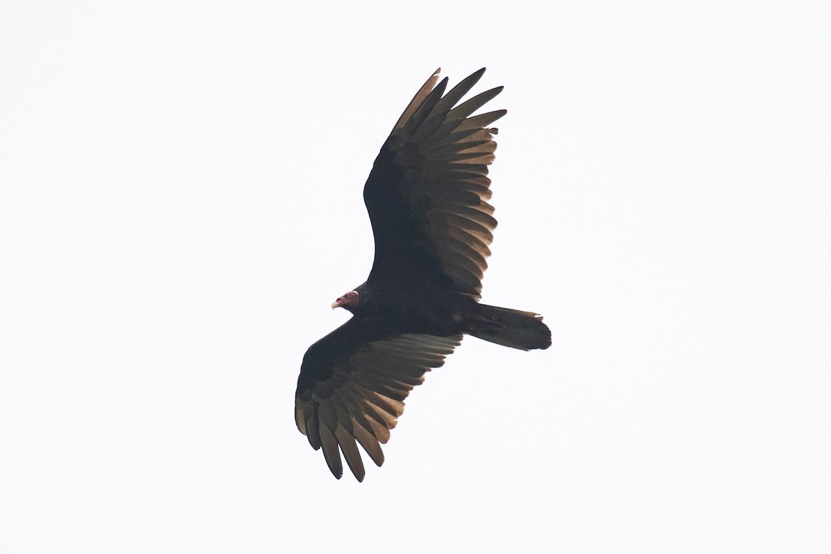 Turkey Vulture (Tropical) - ML616711155
