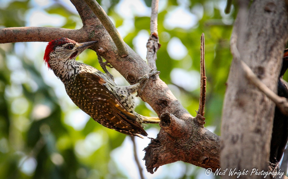 Golden-tailed Woodpecker - ML616711161
