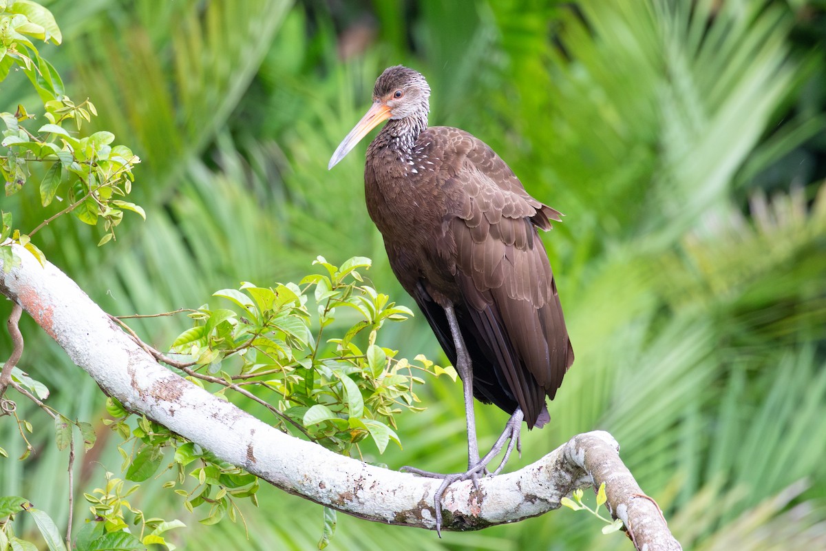 Limpkin (Brown-backed) - ML616711162
