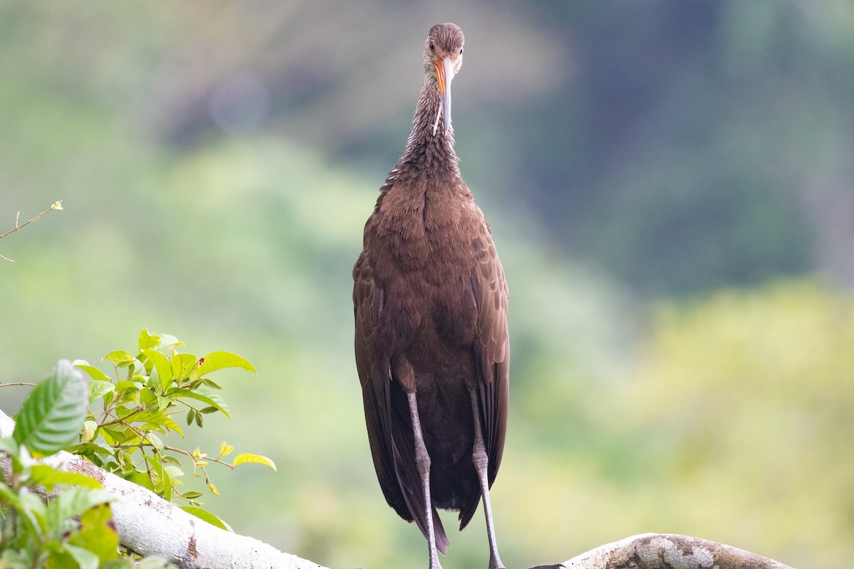 Limpkin (Brown-backed) - ML616711163
