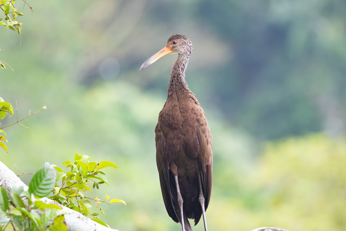 Limpkin (Brown-backed) - ML616711164