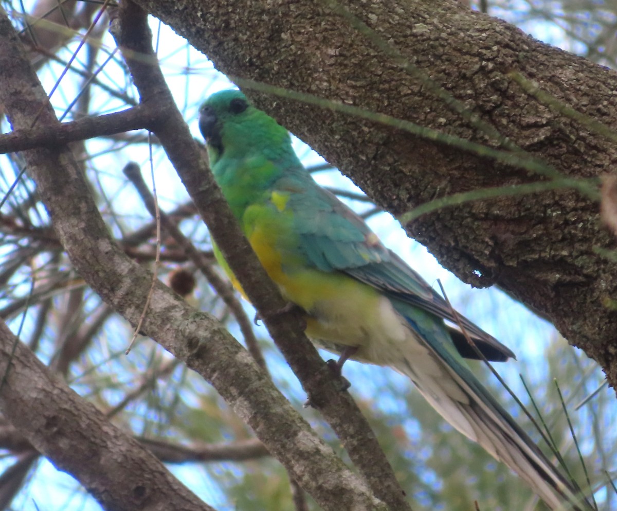 Red-rumped Parrot - ML616711200