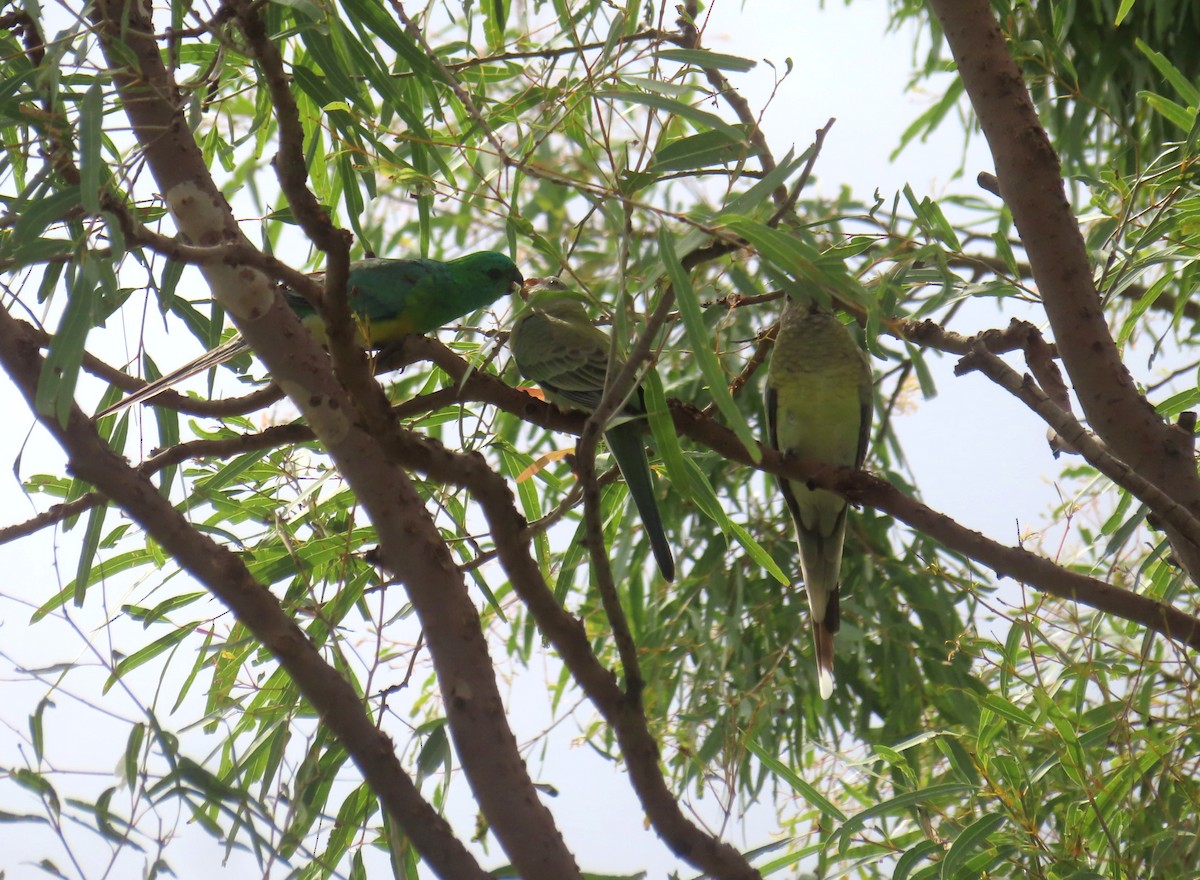 Red-rumped Parrot - ML616711204