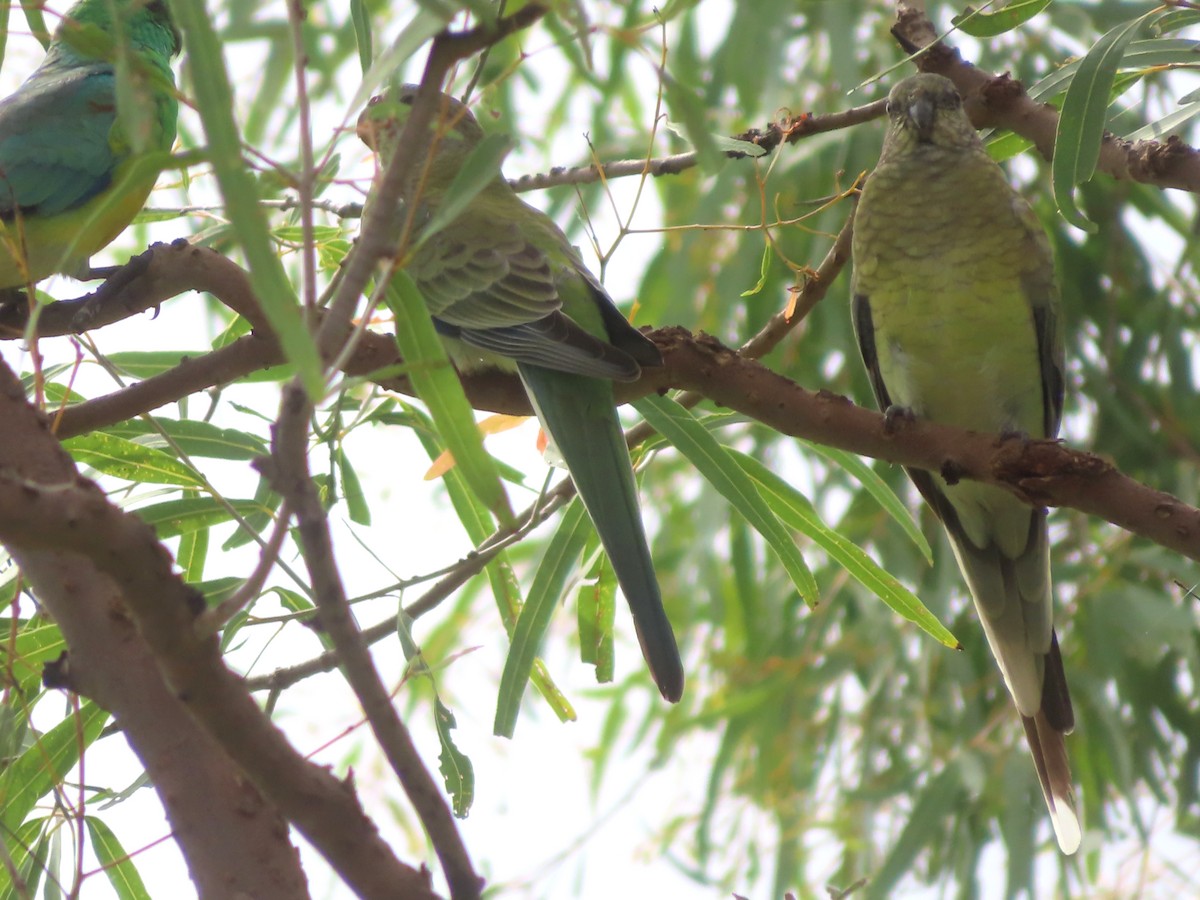 Red-rumped Parrot - ML616711212
